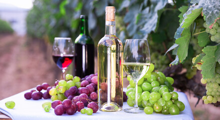 Fototapeta premium Bunches of red and white grapes, glasses with wine on a table in grape fields