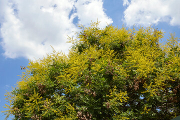 Koelreuteria paniculata tree
