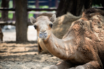 Camel is crouching on the sand