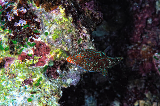 A picture of an orangestriped triggerfish
