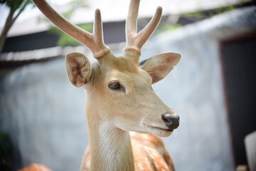 Closeup face of male sika deer.