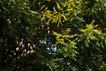 Koelreuteria paniculata tree
