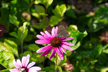 Ringlet (Aphantopus hyperantus) butterfly sitting on a pink echinacea flower in Zurich, Switzerland