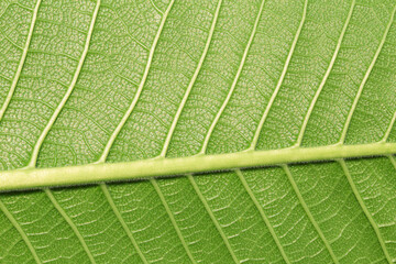 green macro leaf,Close up leaf texture. Macro photography.