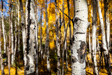 Autumn colors flood a grove of Aspen trees in a forest in Bailey, Colorado.