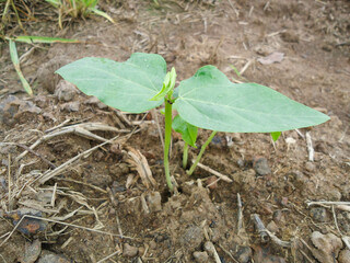 Small yard long bean tree growing in the vegetable field closeup.