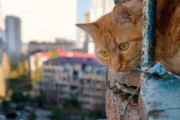 Red cat sitting on the balcony and looking around, blurred buildings background