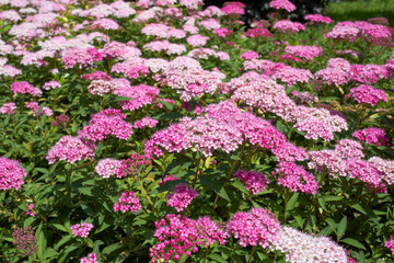 Spiraea bumalda