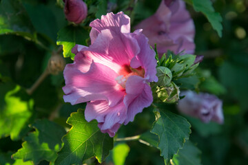  Purple chinese hibiscus flower in the sun