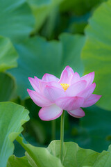 上野、不忍池の蓮の花　弁天堂