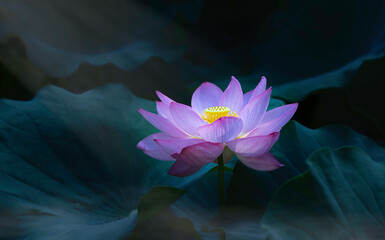 上野、不忍池の蓮の花　弁天堂