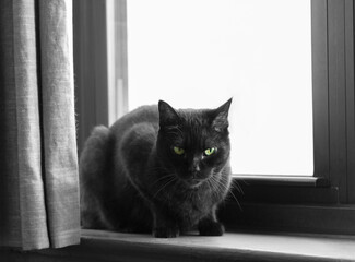 a black cat with green eyes looks directly at the camera while sitting on a windowsill in front of a window, copy space