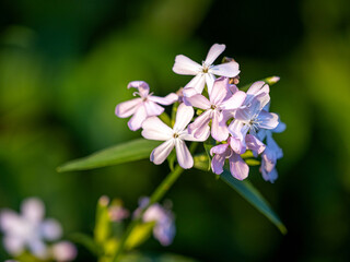 Blume im Sonnenuntergang