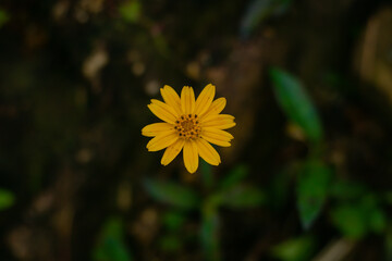 Small yellow flower with black background