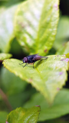 Macro fly garden summer