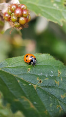 Macro ladybird leaf red
