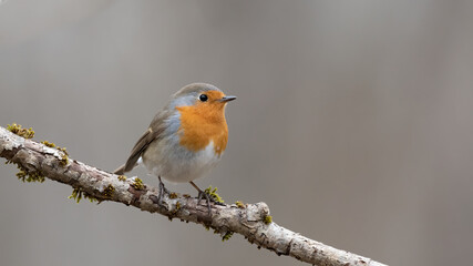 bird, robin, natur, wild lebende tiere, tier, wild, ast, rot, schnabel, winter, garden, rotkehlchen,