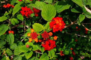 Lantana Camara also known as Spanish Flag or West Indian Lantana, at gir forest Gujarat India