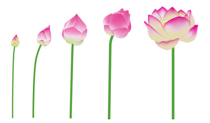 Pink lotus flowers collection design on white background