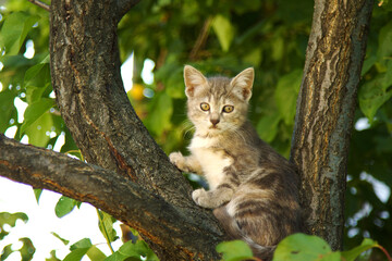 Cute baby cat on a tree