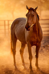 Kimberley Horse, Western Australia