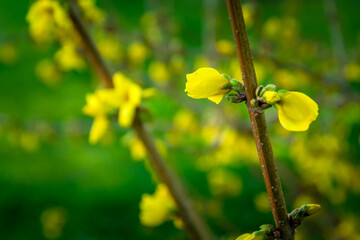 Yellow forsythia flowers on a twig