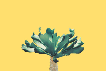 Euphorbia poissonii, Candle Plant in Dark Tone Color on Yellow Background with Copy Space
