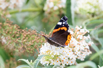 Schmetterling_Admiral