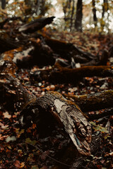 Fallen tree in the autumn forest.