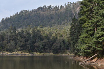Obraz premium paisaje del bosque en laguna Zempoala 