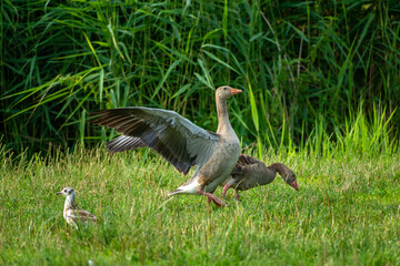 Greylag goose on the green grass
