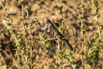The Republic of Crimea. July 11, 2021. A large sand-colored mantis on the Alchak Mountain in the city of Sudak.