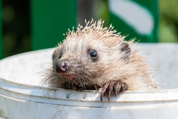 hedgehog on the grass...