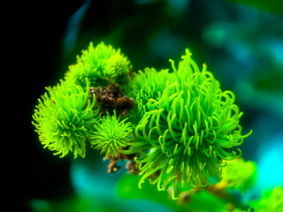 Rambutan fruit is still small and green, hanging on a brown twig. This rambutan cannot be harvested and eaten.
