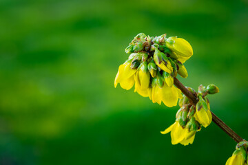 A bunch of yellow forsythia flowers on a twig