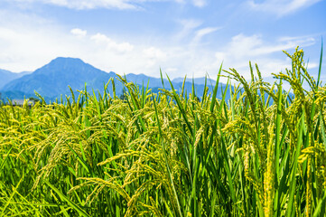稲穂と有明山　安曇野市