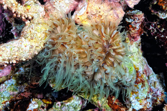 A picture of a Bubble coral shrimp