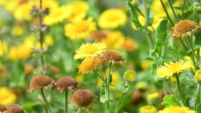 the common fleabane medicinal plant with flower in summer

