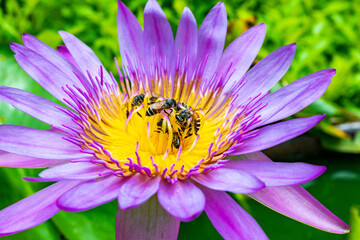 Photo of Vivid and colourful blooming Pink Purple, Violet of full blooming  Lotus flower and yellow  pollen which the group of bees are pollinating on the lotus pollen. Taken in selected focus area.
