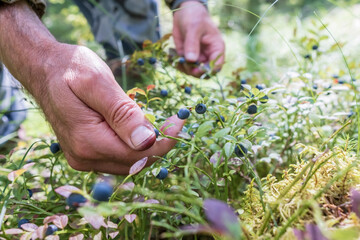 Male hands harvesting ripe, tasty blueberries in the forest on a summer day. Harvest of Vaccinium...