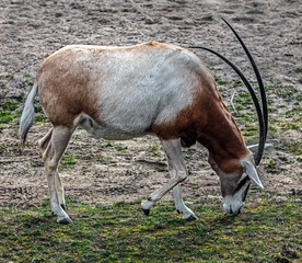 Arabian oryx on the lawn. Also known as wnite oryx. Latin Name - Oryx leucoryx