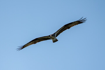 osprey hunting for food against a blue sky