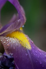 Tuinposter close up of a purple iris flower after a light spring rain © Justin Mueller