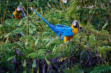 Colorful parrots commonly known as Guacamayas eating seeds on top of a tree branch
