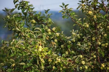 green apple tree with sky