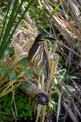 portrait of a green heron looking out from a log on the edge of a pond