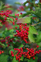 viburnum red berries on a bush