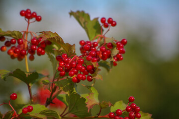red berries on a branch