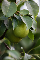 pear on tree