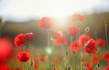Fototapeta na wymiar Poppy meadow in the light of the setting sun. Flower on Memorial Day, Memorial Day, Anzac Day in New Zealand, Australia, Canada and the United Kingdom.